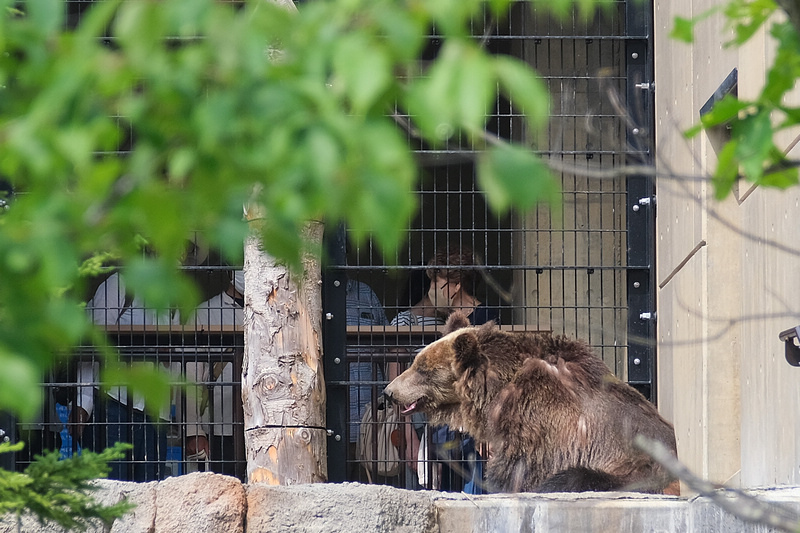 【北海道】旭山動物園：超夯企鵝散步＆北極熊游泳必看，含門票交