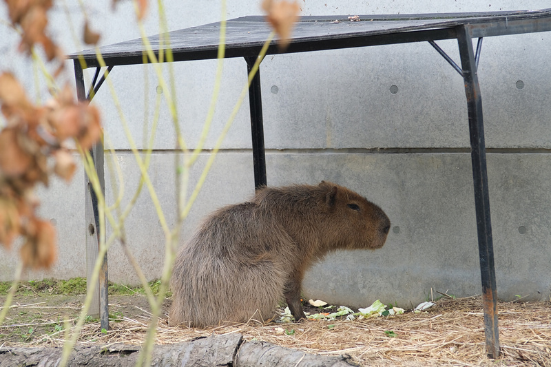 【北海道】旭山動物園：超夯企鵝散步＆北極熊游泳必看，含門票交