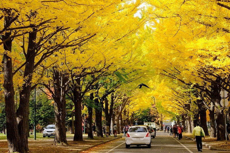 【札幌】北海道大學：銀杏大道美翻天！景點食堂、停車交通地圖全