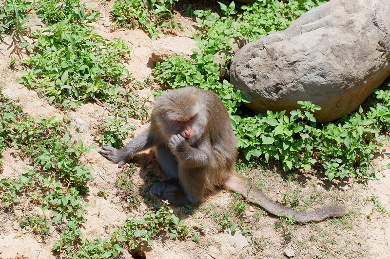 【新竹市立動物園】超美文青風動物園！門票交通美食＆附近景點一