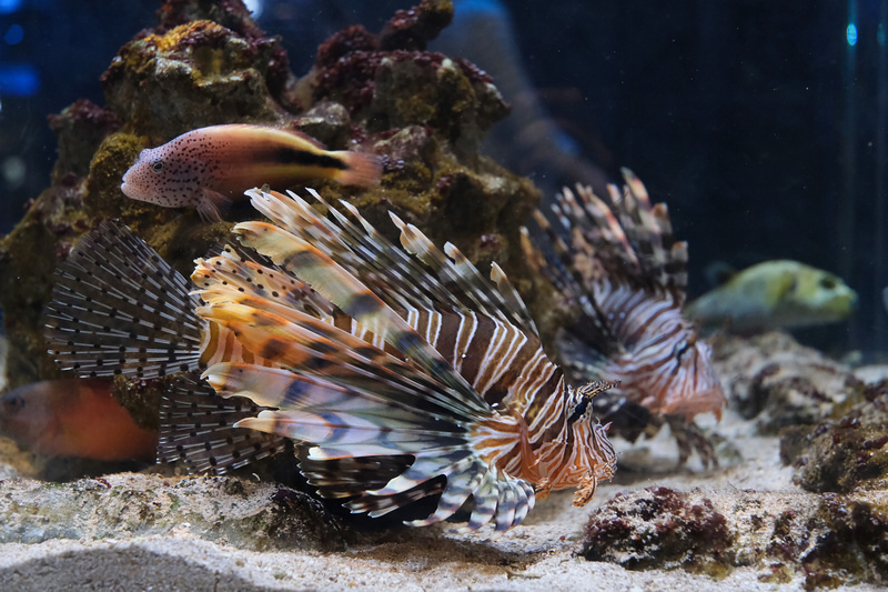 【沖繩】DMM Kariyushi水族館：餵食必看重點＆門票