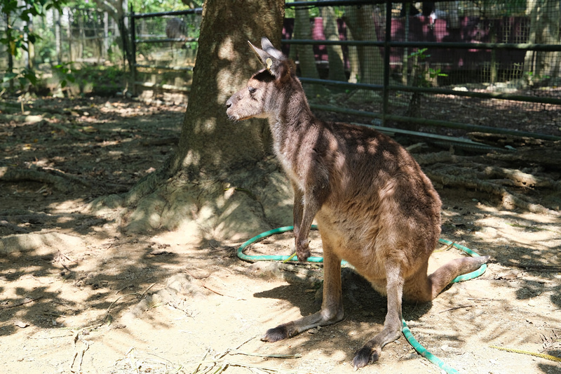 【沖繩】名護自然動植物公園：零距離接觸動物！鐵道火車和飛禽表