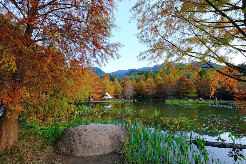 【苗栗南庄】雲水度假森林園區 (雲水溫泉度假村)：落羽松＆露