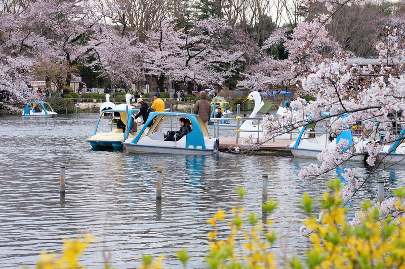 【東京吉祥寺】井之頭恩賜公園：看櫻花、野餐踩天鵝船，楓葉也很