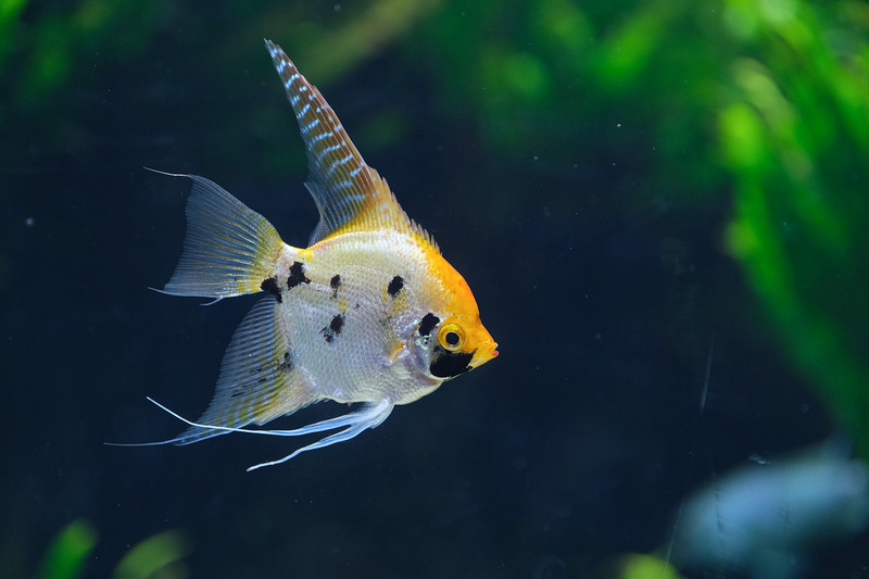 【沖繩】DMM Kariyushi水族館：餵食必看重點＆門票