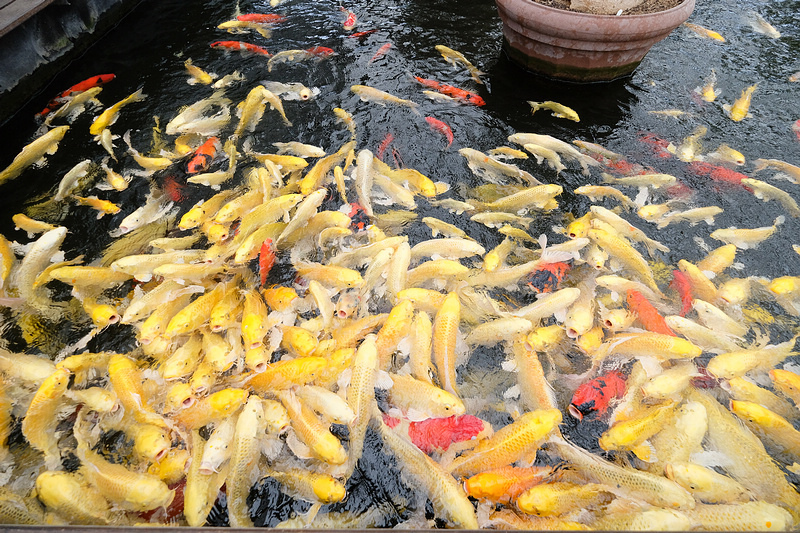 【宜蘭】金車礁溪蘭花園：不只能賞花！和水豚、狐獴、貓咪親密接