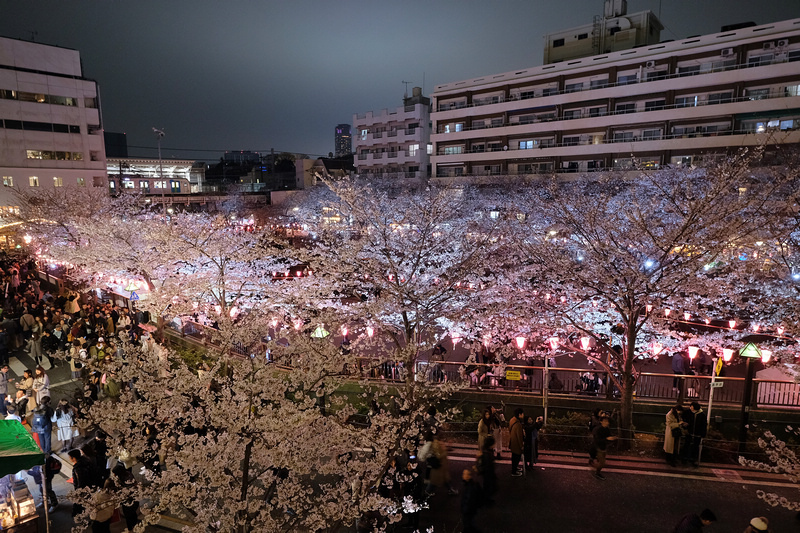 【東京】目黑川櫻花：中目黑櫻花祭800棵齊放！夜櫻點燈時間絕