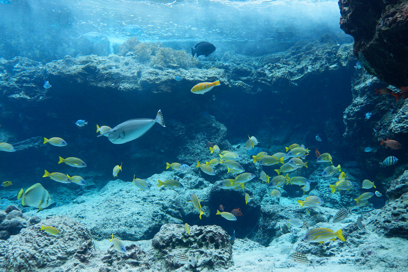 【沖繩】美麗海水族館最強攻略：必看表演、美食必買、門票交通大