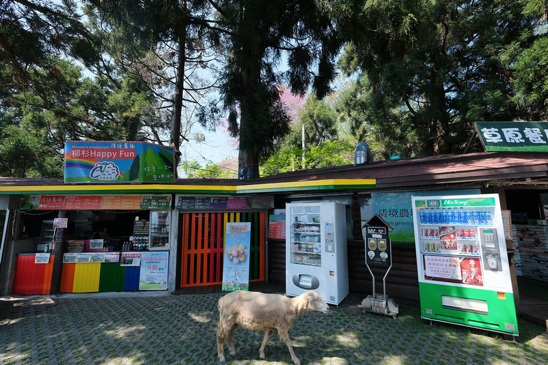 【清境農場一日遊】清境景點地圖：青青草原、綿羊秀、天空步道＆