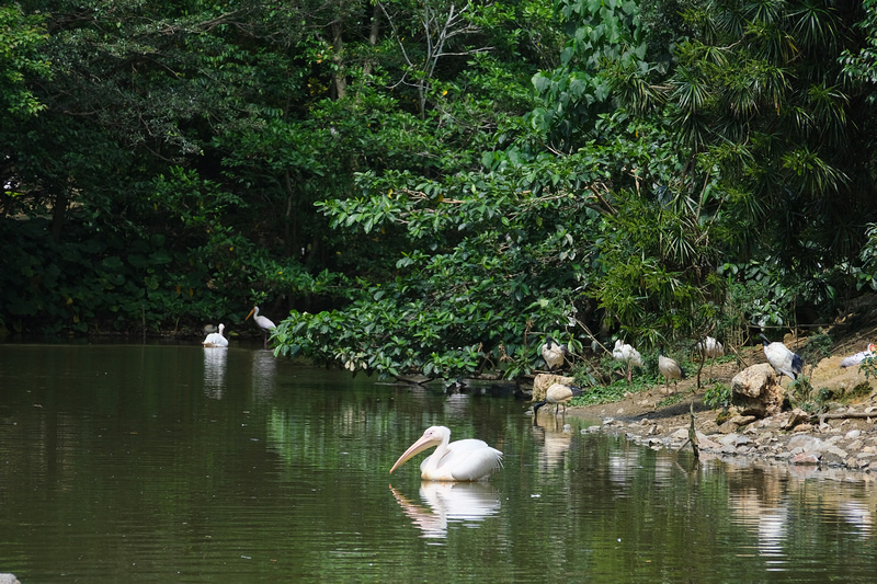 【沖繩】名護自然動植物公園：零距離接觸動物！鐵道火車和飛禽表