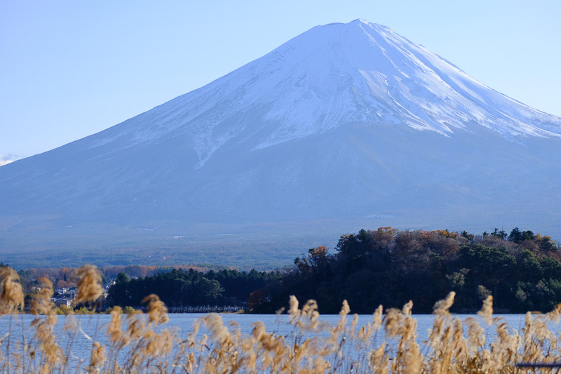 【河口湖】大石公園：巨無霸富士山視野美翻天！薰衣草、波波草花