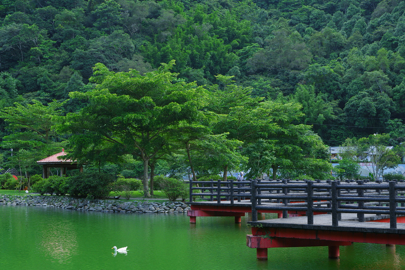 【宜蘭員山】望龍埤花田村：經典偶像劇場景！美食門票＆附近景點