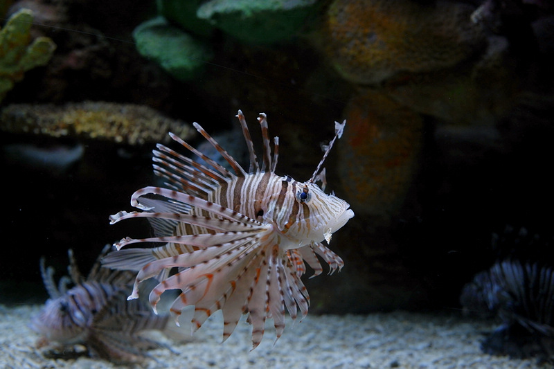 【澎湖】澎湖水族館：餵食秀超精彩！門票優惠＆海星觸摸池親子必