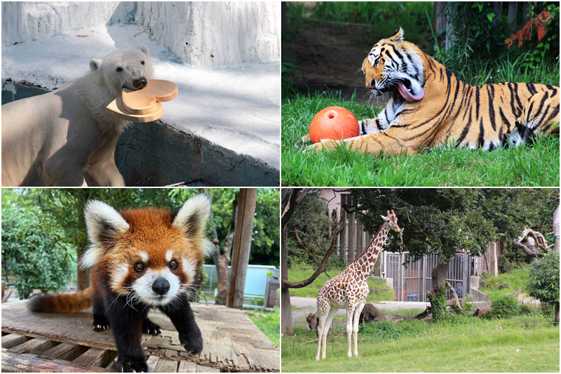 天王寺動物園.jpg