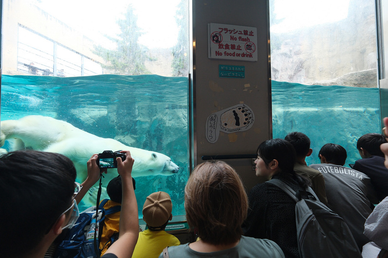 【北海道】旭山動物園：超夯企鵝散步＆北極熊游泳必看，含門票交