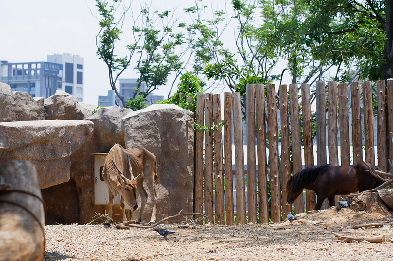 【新竹市立動物園】超美文青風動物園！門票交通美食＆附近景點一