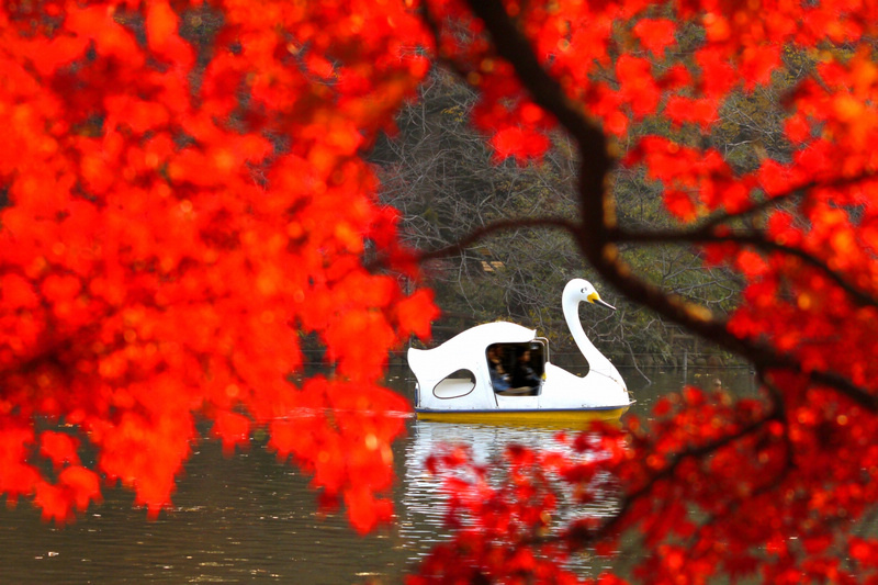 【東京吉祥寺】井之頭恩賜公園：看櫻花、野餐踩天鵝船，楓葉也很