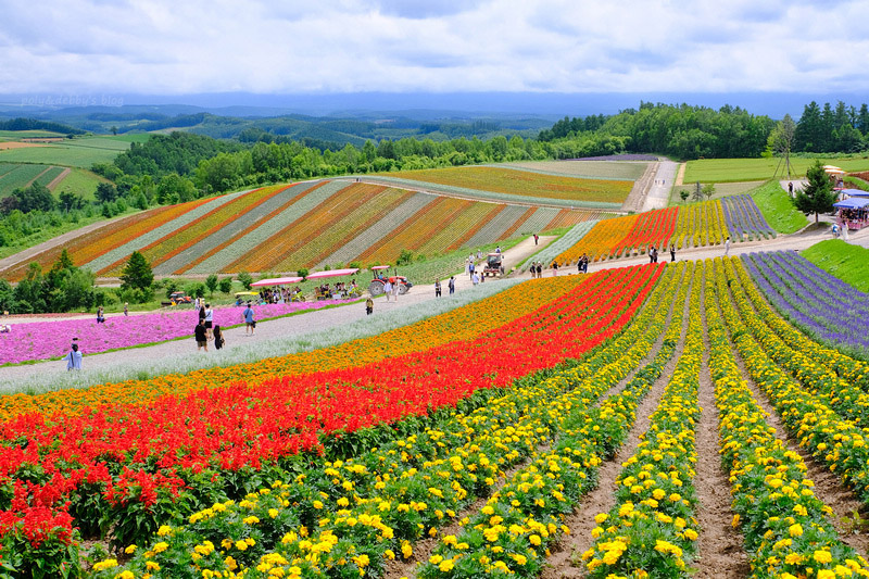 【北海道】四季彩之丘：彩虹般的花田絕色美景！美瑛必去景點超驚