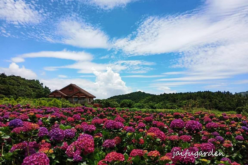 財福海芋田繡球花.jpg