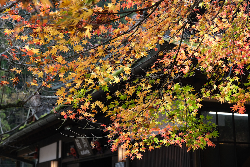 【京都楓葉景點】鞍馬寺：經典天狗必拍！門票、交通搭纜車上山最