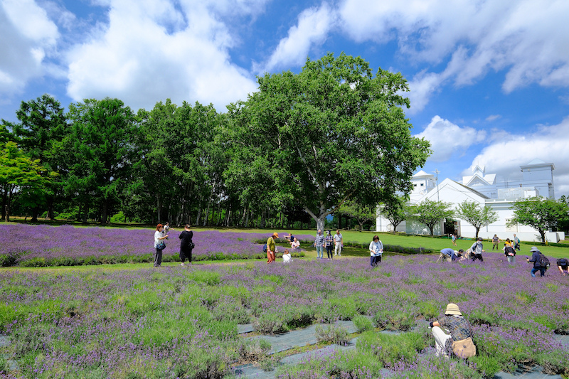 【札幌】羊之丘展望台：北海道開拓者之父！夏天薰衣草、冬天滑雪