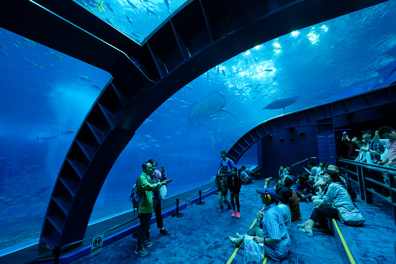 【沖繩】美麗海水族館最強攻略：必看表演、美食必買、門票交通大