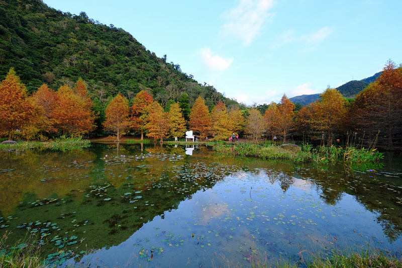 【苗栗南庄】雲水度假森林園區 (雲水溫泉度假村)：落羽松＆露