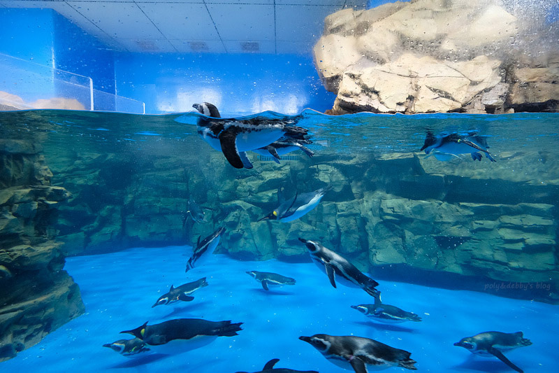 【桃園Xpark水族館】2024最新必看亮點、門票優惠、玩樂