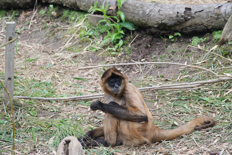 【北海道】旭山動物園：超夯企鵝散步＆北極熊游泳必看，含門票交