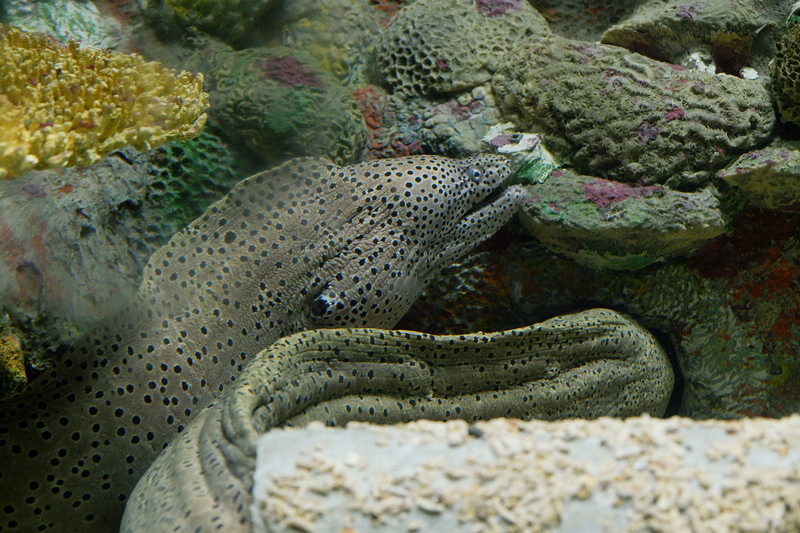 【澎湖】澎湖水族館：餵食秀超精彩！門票優惠＆海星觸摸池親子必