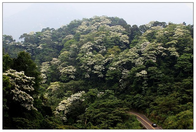 ［Hsinchu］：各處－桐花