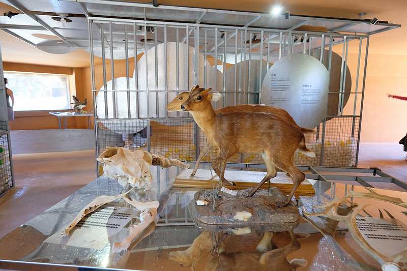 【新竹市立動物園】超美文青風動物園！門票交通美食＆附近景點一