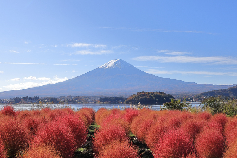 【河口湖】大石公園：巨無霸富士山視野美翻天！薰衣草、波波草花