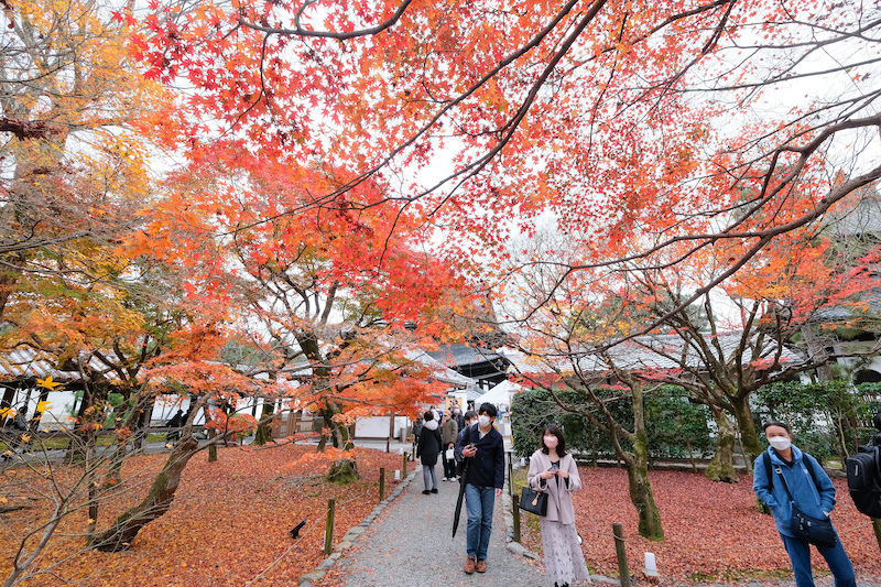 【京都賞楓景點】東福寺：楓葉之王美譽！通天橋紅葉火海般超吸睛