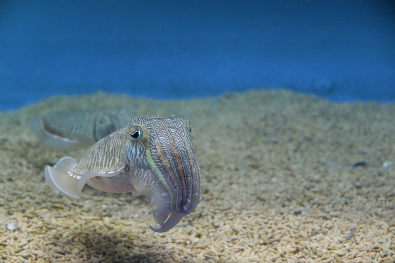 【澎湖】澎湖水族館：餵食秀超精彩！門票優惠＆海星觸摸池親子必