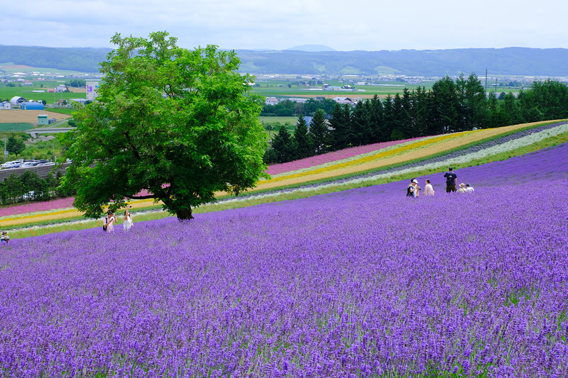 【北海道】富田農場：薰衣草花季美到爆炸！富良野花田最強景點狂