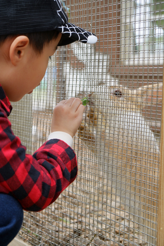 【苗栗通霄】飛牛牧場：擠奶餵羊趣！門票優惠、住宿餐廳親子一日