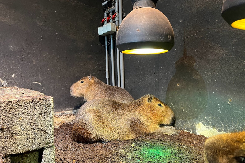 【新竹市立動物園】超美文青風動物園！門票交通美食＆附近景點一