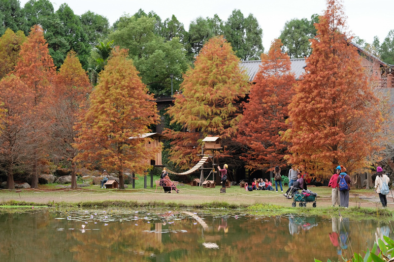 【苗栗南庄】雲水度假森林園區 (雲水溫泉度假村)：落羽松＆露