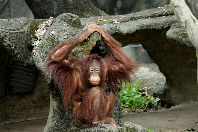 【台北市立動物園】木柵動物園：超萌企鵝熊貓無尾熊！門票停車＆