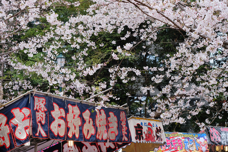 【東京】靖國神社：櫻花標準木在此！賞櫻花況指南樹，參拜爭議之