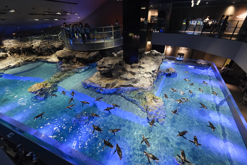 【東京】墨田水族館：晴空塔內超萌企鵝水母！門票優惠＆必看重點