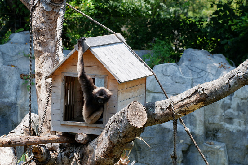 【新竹市立動物園】超美文青風動物園！門票交通美食＆附近景點一