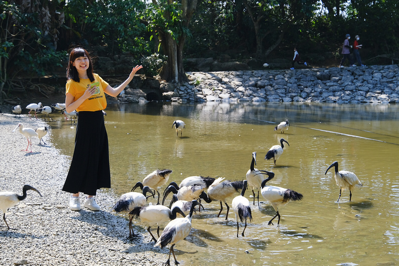 【沖繩】名護自然動植物公園：零距離接觸動物！鐵道火車和飛禽表