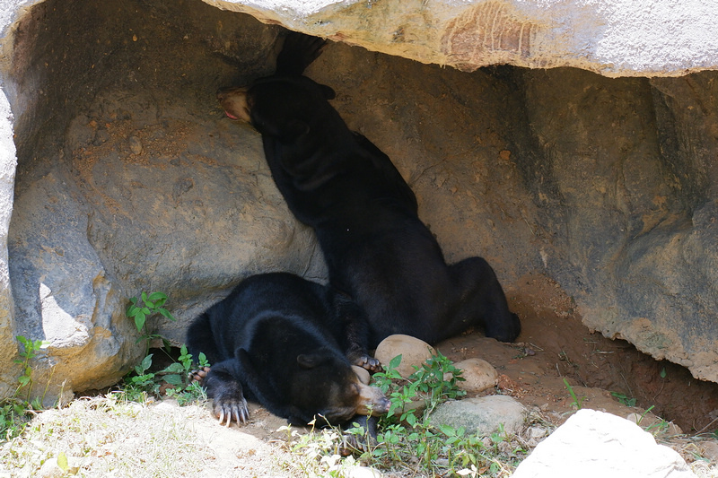 【新竹市立動物園】超美文青風動物園！門票交通美食＆附近景點一