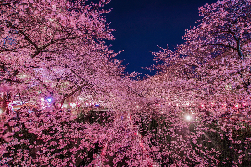 【東京】目黑川櫻花：中目黑櫻花祭800棵齊放！夜櫻點燈時間絕