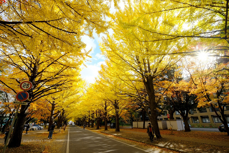 【札幌】北海道大學：銀杏大道美翻天！景點食堂、停車交通地圖全