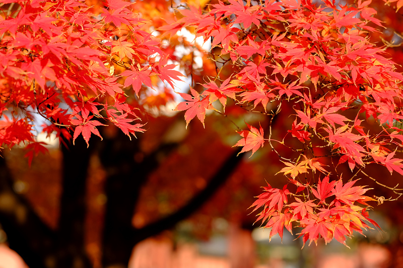 【韓國首爾】昌德宮秘苑預約＆門票韓服，紅葉漫天皇族後花園爆炸