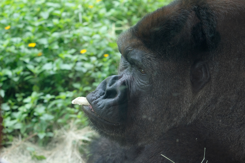 【台北市立動物園】木柵動物園：超萌企鵝熊貓無尾熊！門票停車＆