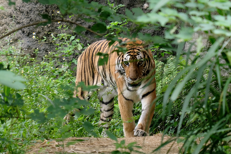 【台北市立動物園】木柵動物園：超萌企鵝熊貓無尾熊！門票停車＆